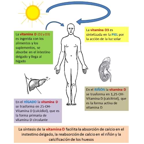 ¿Qué es la vitamina D?